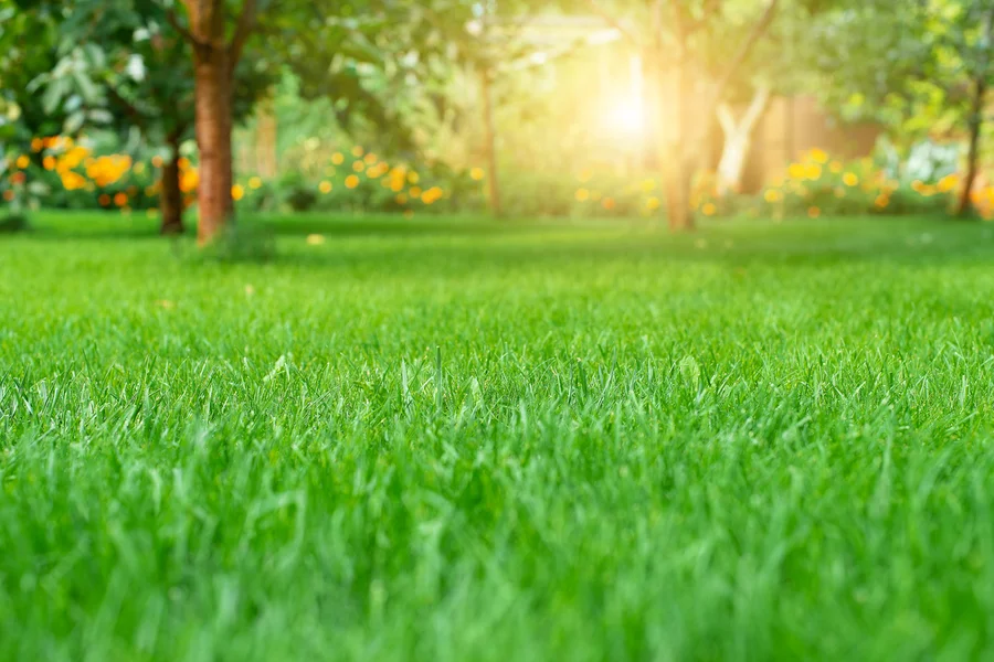 How Lawn Care Services Keep Your Yard Healthy Year-round Apex, NC