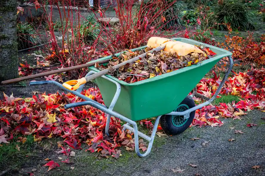 How Yard Cleanup Services Enhance Your Homes Curb Appeal Apex, NC