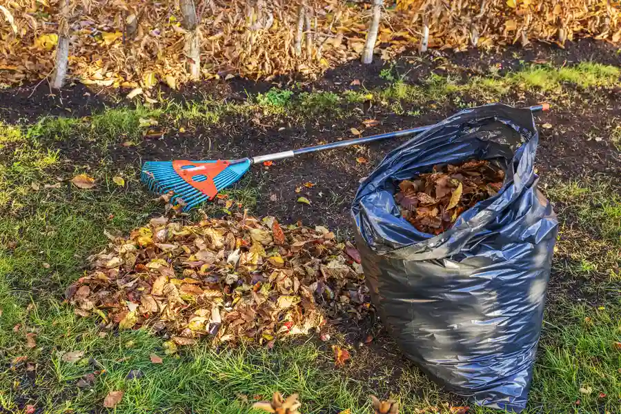 Premium Yard Cleanup Apex, NC