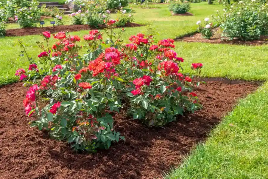 Seasonal Timing Tips For Effective Landscape Mulching in Apex, NC