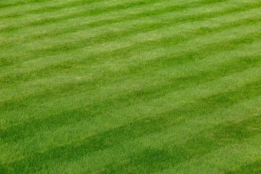 The Benefits Of Hiring Experts For Lawn Care And Maintenance Apex, NC