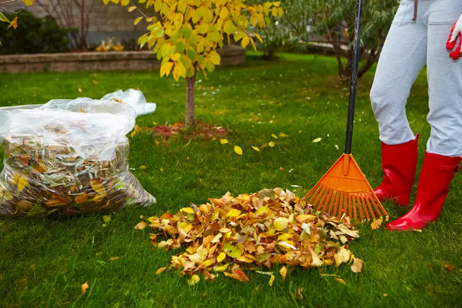 Top-rated Yard Cleanup Apex, NC