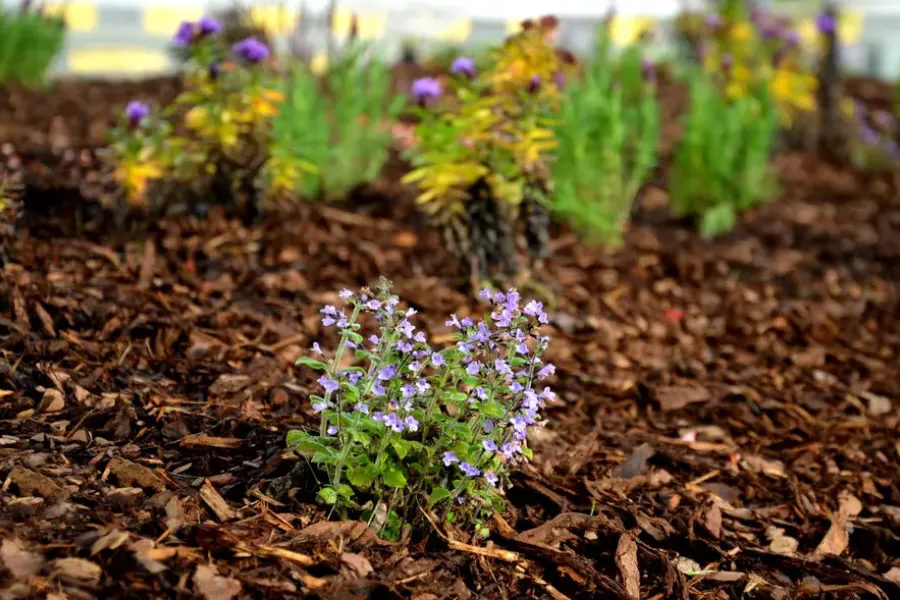 Understanding The Role Of Mulching In Soil Health Apex, NC